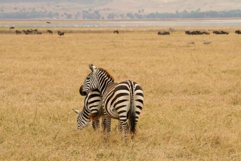 4 Days Tarangire, Serengeti, Ngorongoro Group Camping Safari - What’s Included: Good Values for Travelers