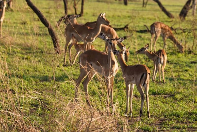 4 Days Tarangire, Serengeti, Ngorongoro Mid-range Safari - Exploring the Itinerary in Detail