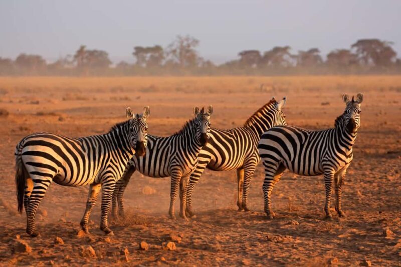 4 Days Tarangire, Serengeti, Ngorongoro Mid-range Safari - Authentic Experiences from Recent Travelers
