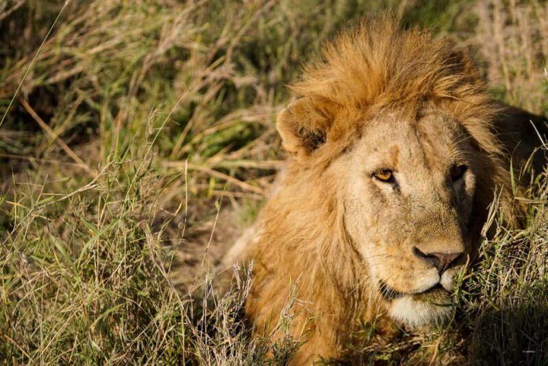 4 Days Tarangire, Serengeti, Ngorongoro Mid-range Safari - The Sum Up