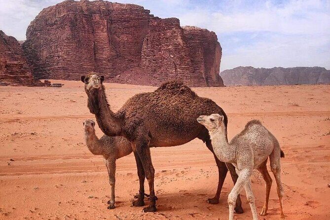 4-Days Tour of Jerash, Petra, Wadi Rum & Dead Sea from Amman - Who Should Book This Tour?