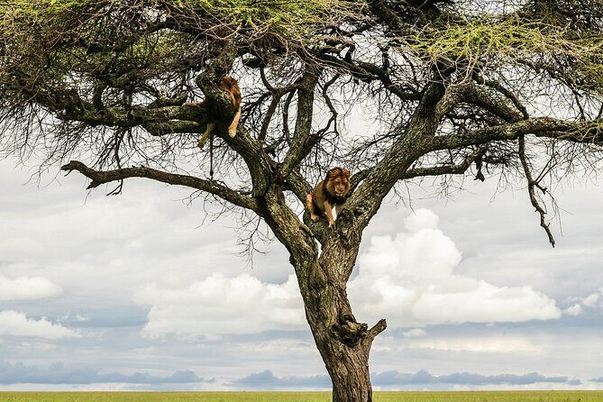 4-Days Tour to Tanzania National parks - Final Thoughts