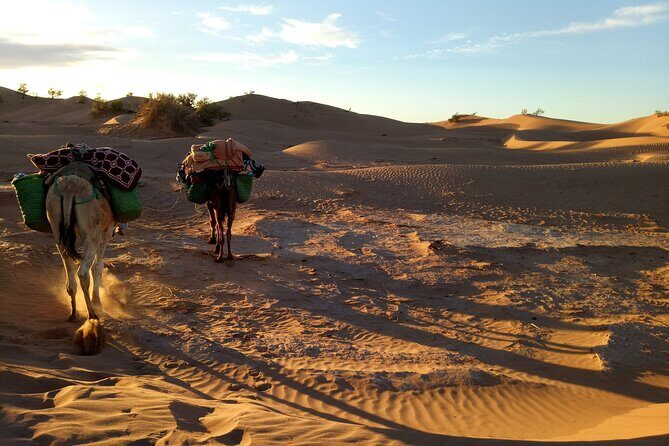 4 days trek - The legs of camels - Exploring the 4-Day Trek: What to Expect