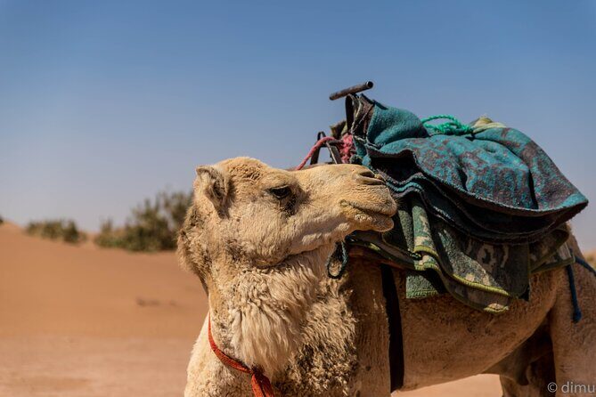 4 days trek - The legs of camels - The Sum Up