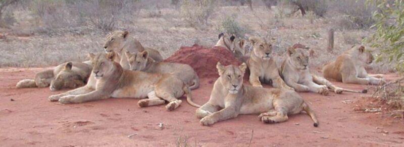 4 days Tsavo East, Amboseli and saltlick lodge safari - Key Points