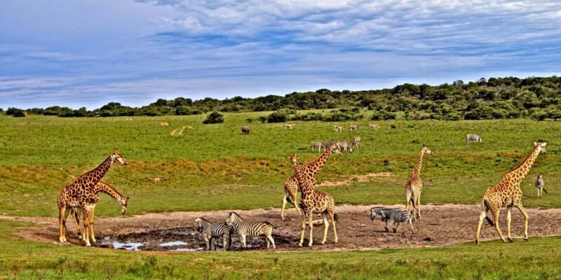 4 days Tsavo East, Amboseli and saltlick lodge safari - An In-Depth Look at the Safari Experience