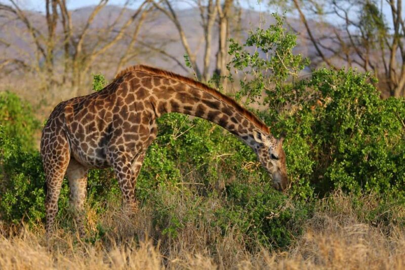 4 Days Tsavo East & Tsavo West safari from Mombasa - Transitioning to Tsavo West: Rugged Landscapes and Unique Wildlife
