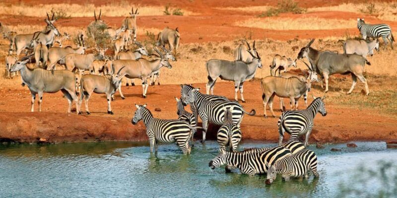 4 Days Tsavo East/West & Amboseli National Park From Mombasa - What Makes This Tour Stand Out?