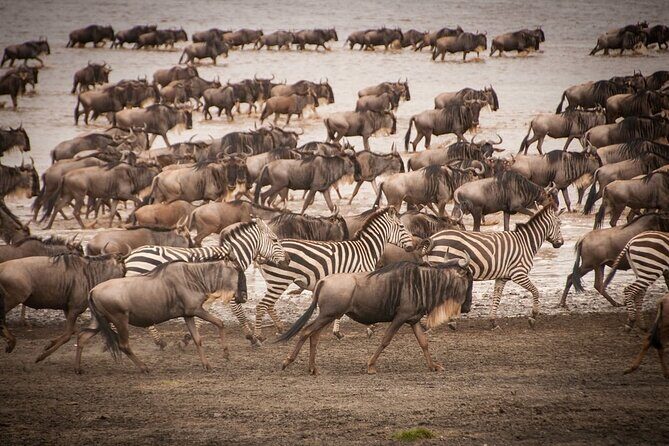4 Days Tsavo West, Amboseli and Tsavo East National Park Safari - Transportation and Guides