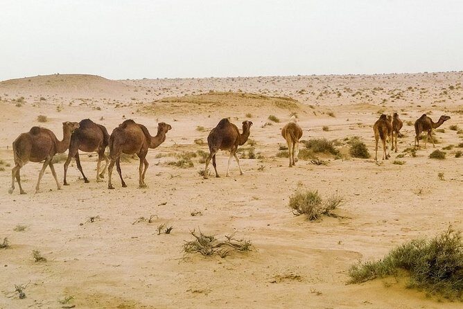 4 Days Tunisia Discovery Private Tour - Final Thoughts