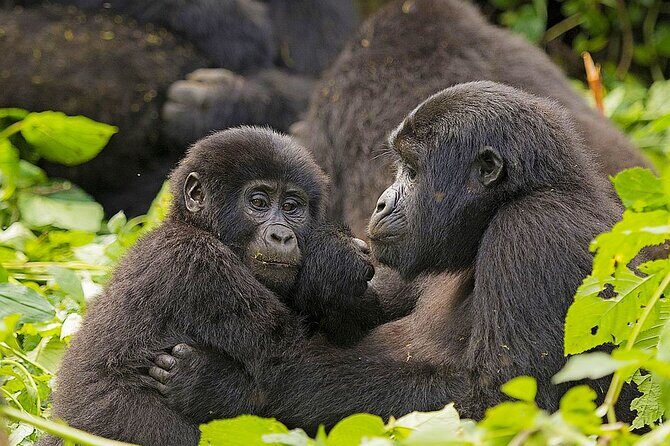 4 Days Uganda Gorilla and Wildlife Tour - Introduction: What This Tour Offers and Who It’s For