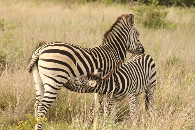 4 Days Victoria Falls Safari Tour & Chobe National Park game drive - An In-Depth Look at the Itinerary and What to Expect