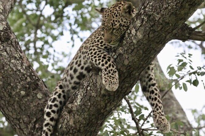 4 Days Victoria Falls Safari Tour & Chobe National Park game drive - Who Is This Tour Best For?