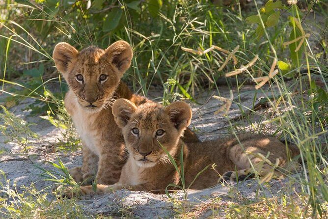 4 Days Victoria Falls Zimbabwe with Chobe National Park Safari Botswana and Livingstone Zambia - An In-Depth Look at the Itinerary