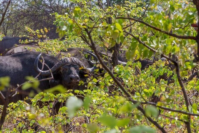 4 Days Victoria Falls Zimbabwe with Chobe National Park Safari Botswana and Livingstone Zambia - Authentic Experiences and Authenticity