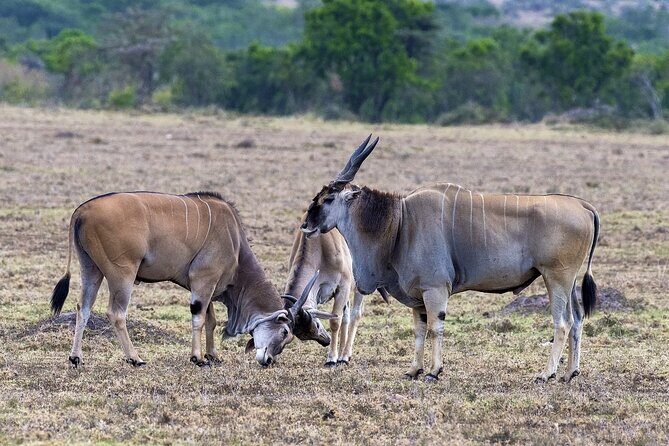 4 Days wildebeest lake nakuru masai mara safari - Key Highlights & What You’ll Experience