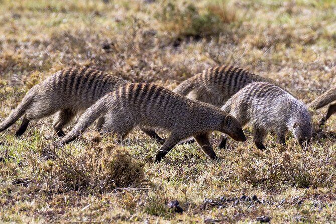 4 Days wildebeest lake nakuru masai mara safari - The Sum Up: Is This Safari Right for You?