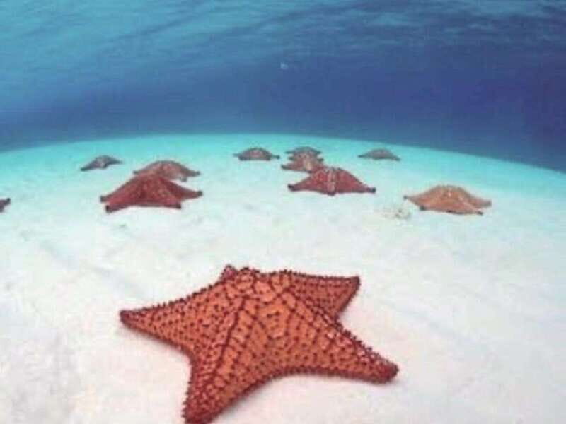 4 Days Yoga, Snorkel and Horseback Riding in Cozumel - Exploring the 4 Days Yoga, Snorkel, and Horseback Riding Tour in Cozumel