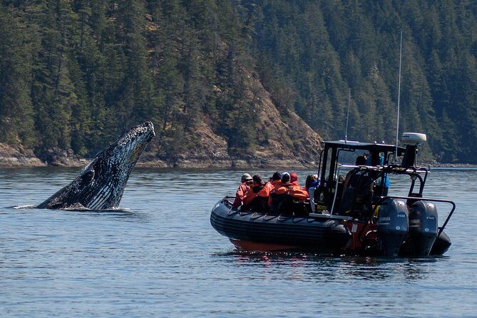 4 Hour Afternoon Whale Watching Tour - A Detailed Look at the Whale Watching Experience