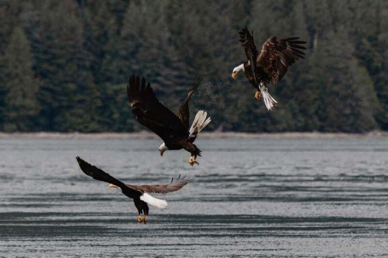 4 Hour Campbell River Whale & Wildlife Tour | Discovery West - Introduction to the Discovery West Experience