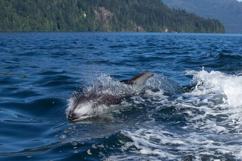 4 Hour Campbell River Whale & Wildlife Tour | Discovery West - Analyzing the Value and Price