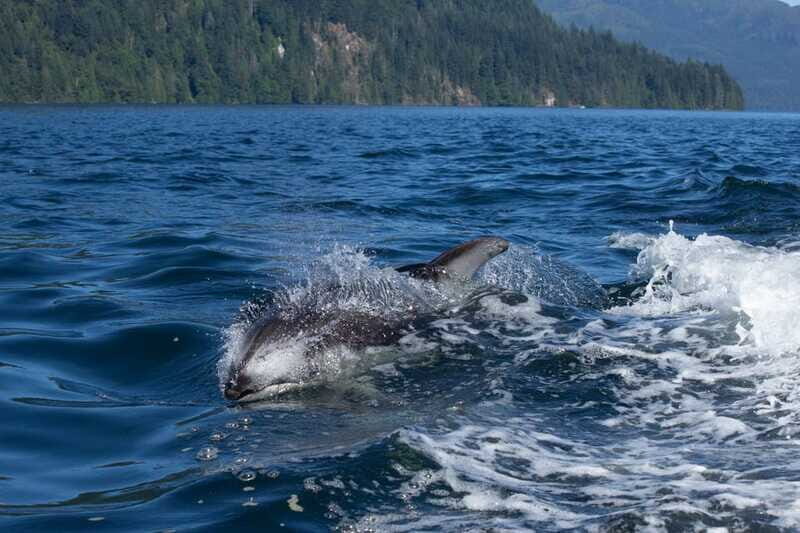 4 Hour Campbell River Whale & Wildlife Tour | Discovery West - Detailed Breakdown of the Experience