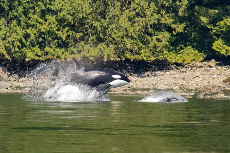 4 Hour Campbell River Whale & Wildlife Tour | Discovery West - Authentic Encounters and Genuine Value