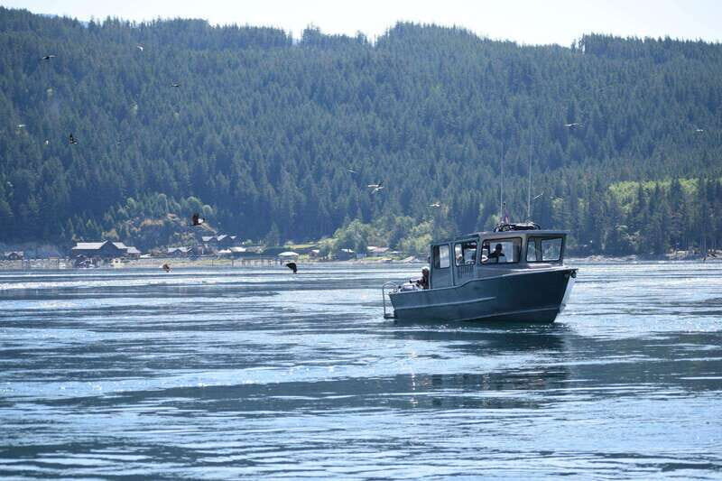 4 Hour Campbell River Whale & Wildlife Tour | Discovery West - Who Should Consider This Tour?