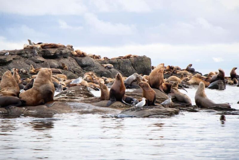 4 Hour Campbell River Whale & Wildlife Tour | Discovery West - The Sum Up: The Perfect Match for Nature Enthusiasts