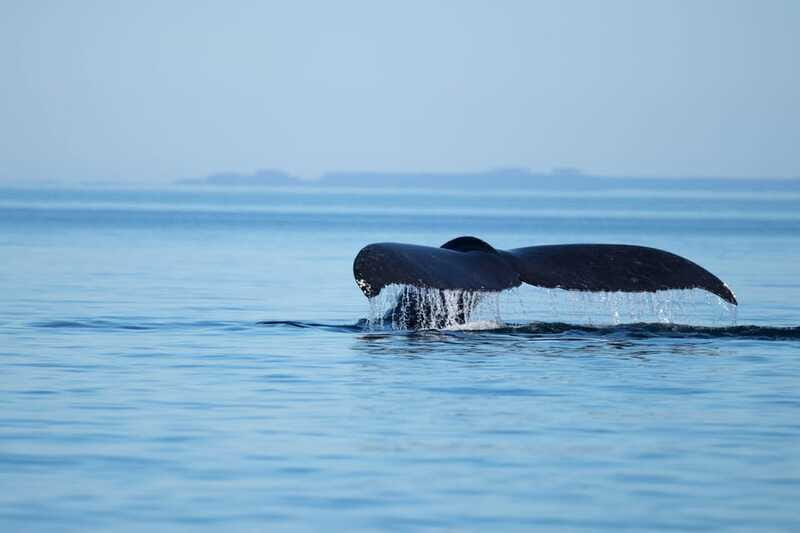 4 Hour Campbell River Whale & Wildlife Tour | Discovery West - FAQ