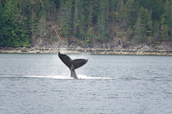 4 hour Covered Boat Whale and Wildlife Tour - An Authentic Look at the 4-Hour Covered Boat Whale and Wildlife Tour