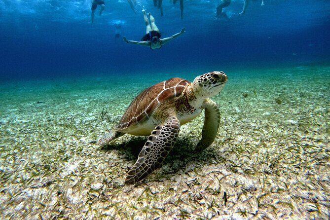 4 Hour Cozumel Turtle Sanctuary Experience on a Luxury Catamarán - The Itinerary in Detail