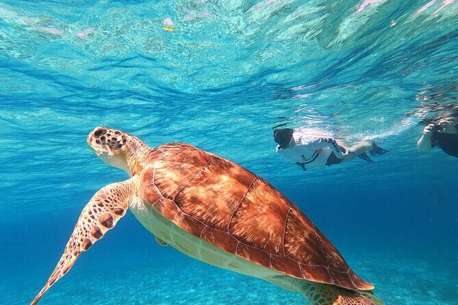 4 Hour Cozumel Turtle Sanctuary Experience on a Luxury Catamarán - The Sum Up