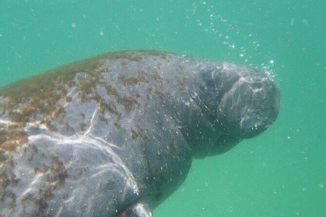 4 Hour Egmont Key Island Tour With Dolphins & Snorkeling Included - Exploring the Itinerary: What to Expect