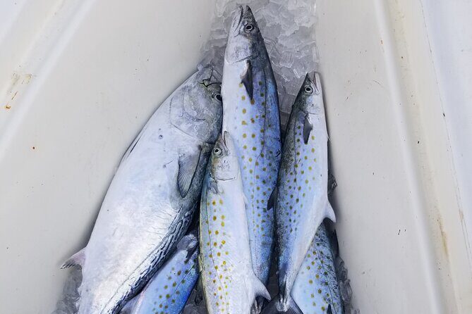 4-hour Fishing Adventure at Belleair Causeway - Final Thoughts