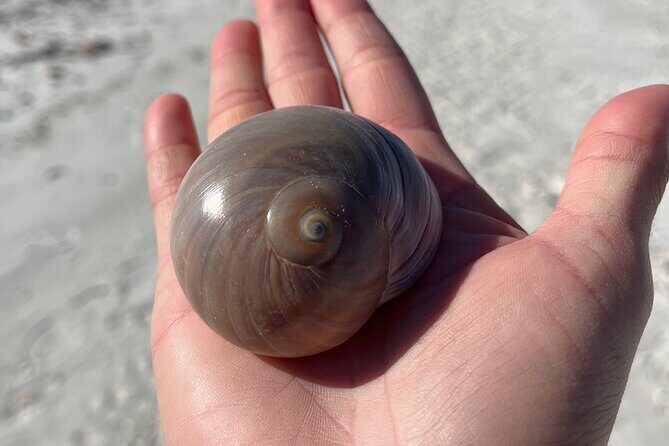 4 Hour Kice Island Shelling Trip - Pricing and the Value Proposition