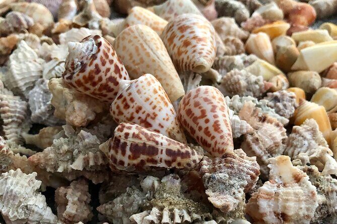 4 Hour Kice Island Shelling Trip - Practical Tips for a Great Trip
