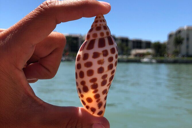 4 Hour Kice Island Shelling Trip - Who Will Enjoy This Tour?