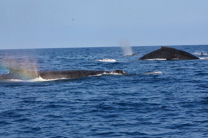 4-Hour Kona Private Charter - FAQ