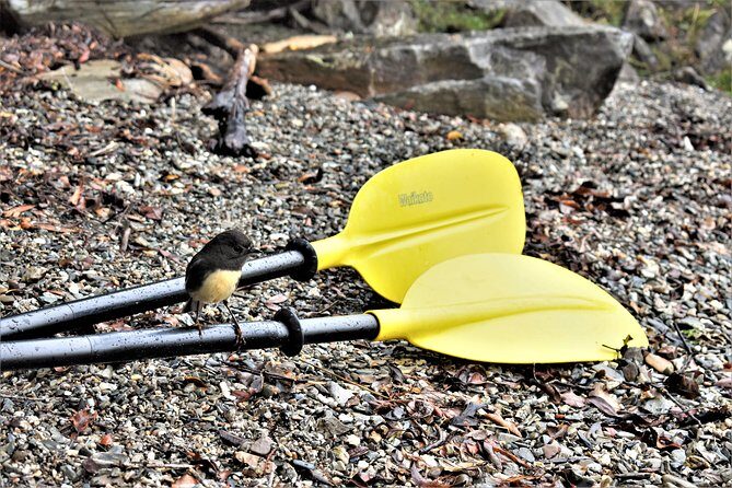 4-hour Lake Mapourika Kayak and Hike adventure, with Okarito Kiwi Sanctuary - What Sets This Tour Apart?