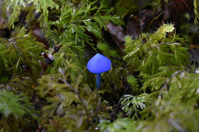 4-hour Lake Mapourika Kayak and Hike adventure, with Okarito Kiwi Sanctuary - Final Thoughts