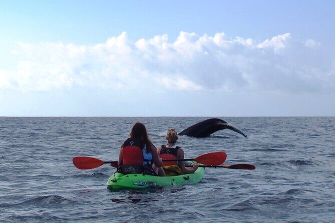 4-Hour Makena Whale Watch Tour - FAQ