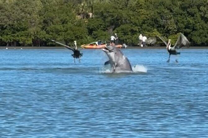 4-Hour Mangrove Island and Dolphin Watch Sandbar in Fort Pierce - Key Points