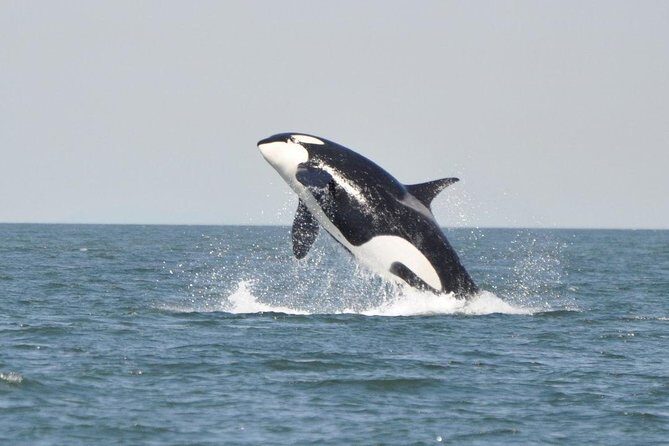 4 Hour Morning Whale Watching Tour - An In-Depth Look at the 4-Hour Whale Watching Experience