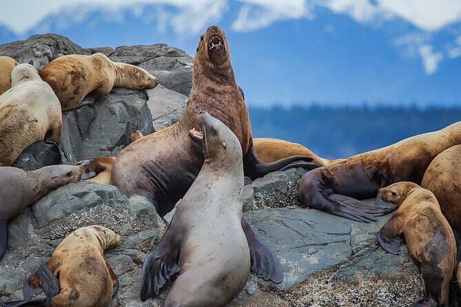 4 Hour Morning Whale Watching Tour - Final Thoughts: Is It Worth It?