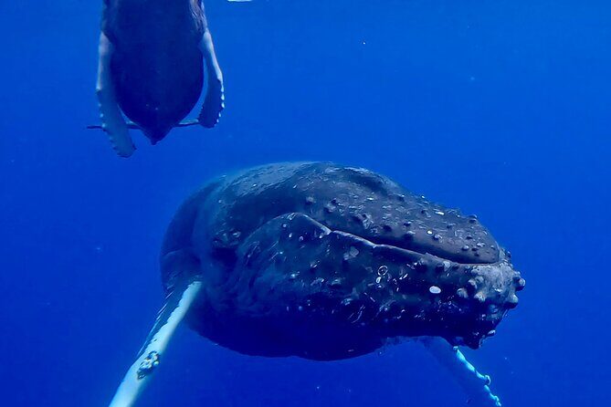 4-Hour Private Charter Adventures in Kona Coast - An In-Depth Look at the Private Kona Coast Experience