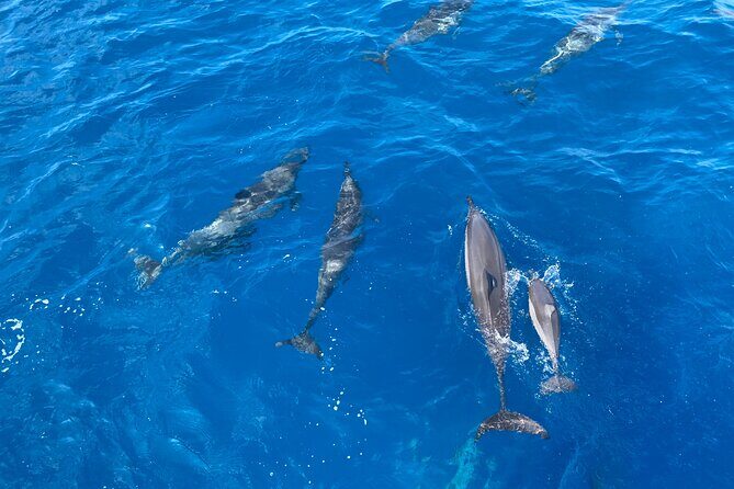 4-Hour Private Charter Adventures in Kona Coast - The Bottom Line