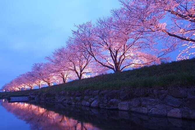 4 Hour Private Cherry Blossom "Sakura" Experience in Nagasaki - The Details That Make It Special