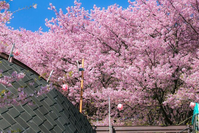 4 Hour Private Cherry Blossom "Sakura" Experience in Nagasaki - Who Should Consider This Tour?