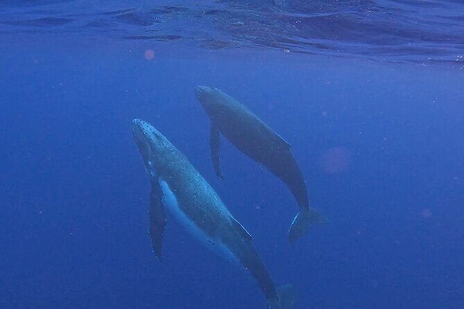 4 Hour Private Humpback Whales Encounter in Moorea - The Guides and Their Passion